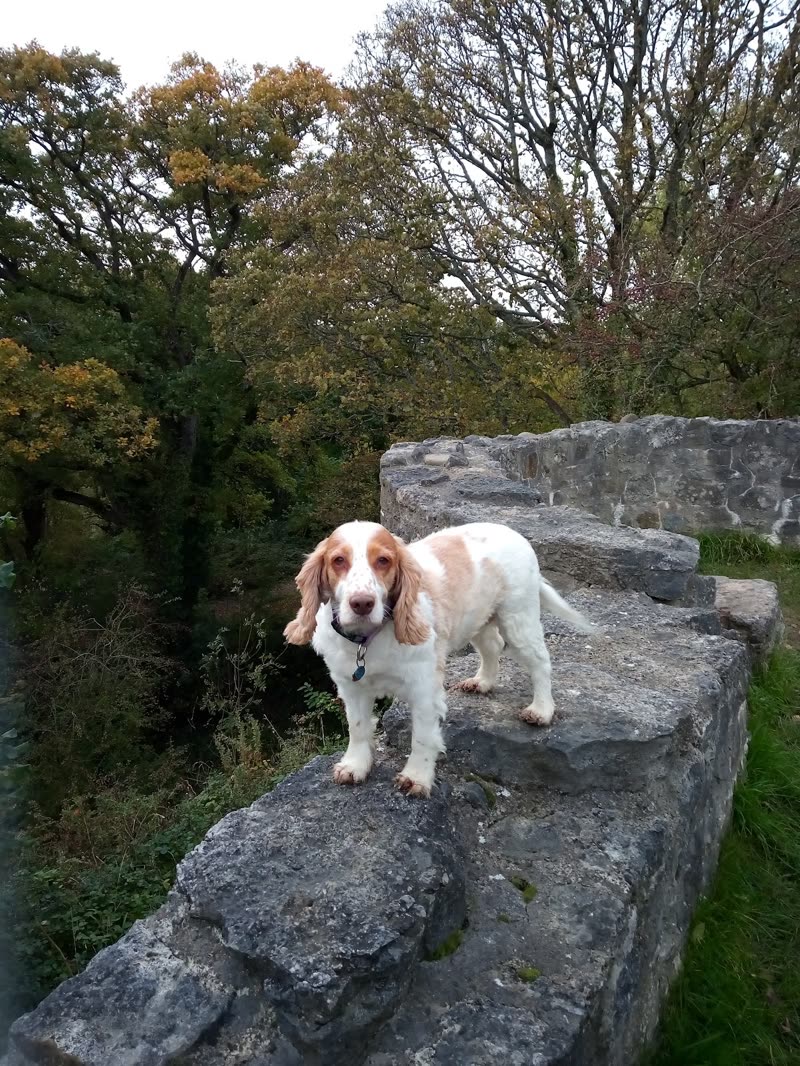 A cocker spaniel out on a stone wall in autumn after a groom