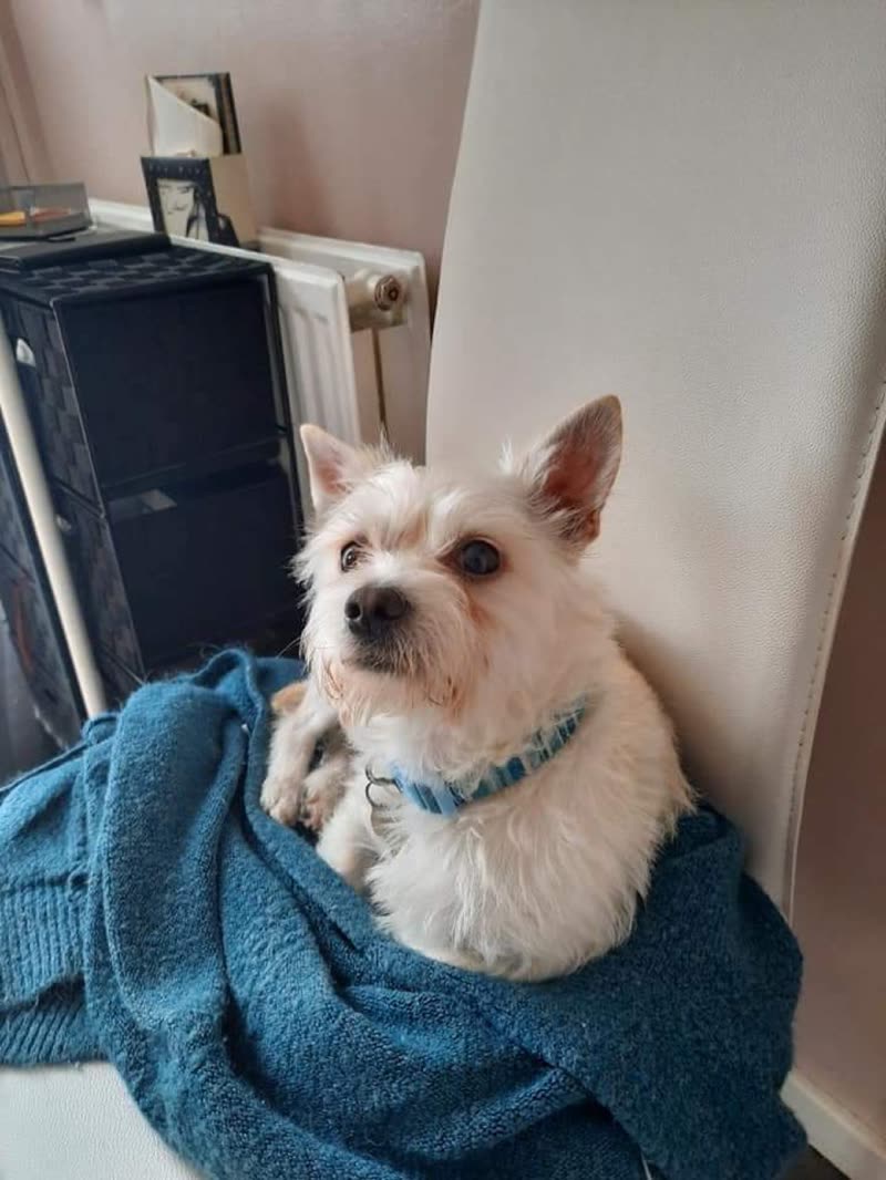 A white terrier resting on a teal blanket at home after its appointment
