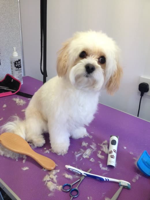 A freshly groomed cream Cavachon sitting on the salon's purple grooming table beside clippers, scissors and brush