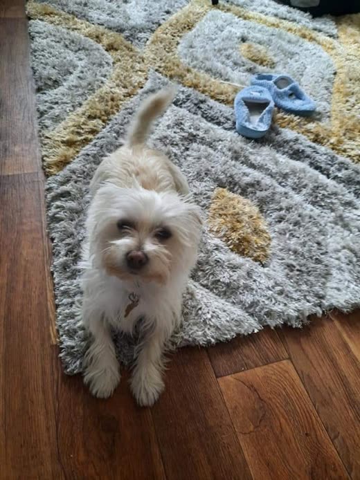 A small white scruffy terrier-cross standing on a rug at home, coat tidy and looking up at the camera